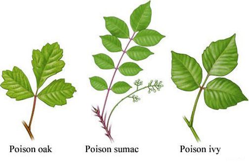 Poison Ivy Chart